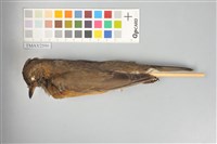 藏品(赤腹鶇)的圖片